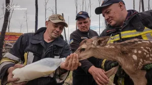 На Київщині з пожеж врятували двох оленят (фото, відео)