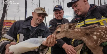На Київщині з пожеж врятували двох оленят (фото, відео)