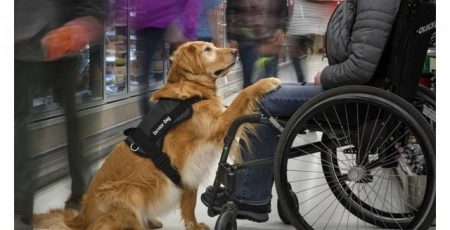 Петиціяпро доступ собак-помічників людей з інвалідністю до метро не набрала голосів