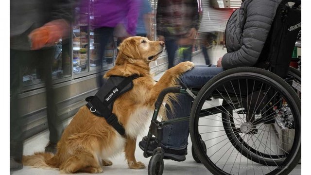 Петиціяпро доступ собак-помічників людей з інвалідністю до метро не набрала голосів
