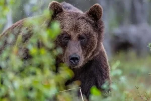На Закарпатті киянина при спробі незаконного перетину кордону зупинила ведмедиця