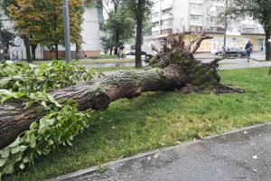 28 травня вдень у Києві очікуються пориви вітру 15-20 м/с