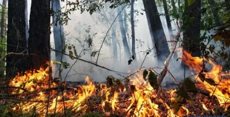 Завтра, 26 червня, в Києві та області очікується надзвичайний рівень пожежної небезпеки