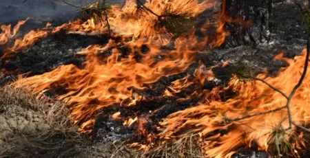 У Києві та області 1 липня прогнозують високий рівень пожежної небезпеки