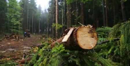 За вивезення деревини з Іванківщини заплатять 26,5 млн гривень