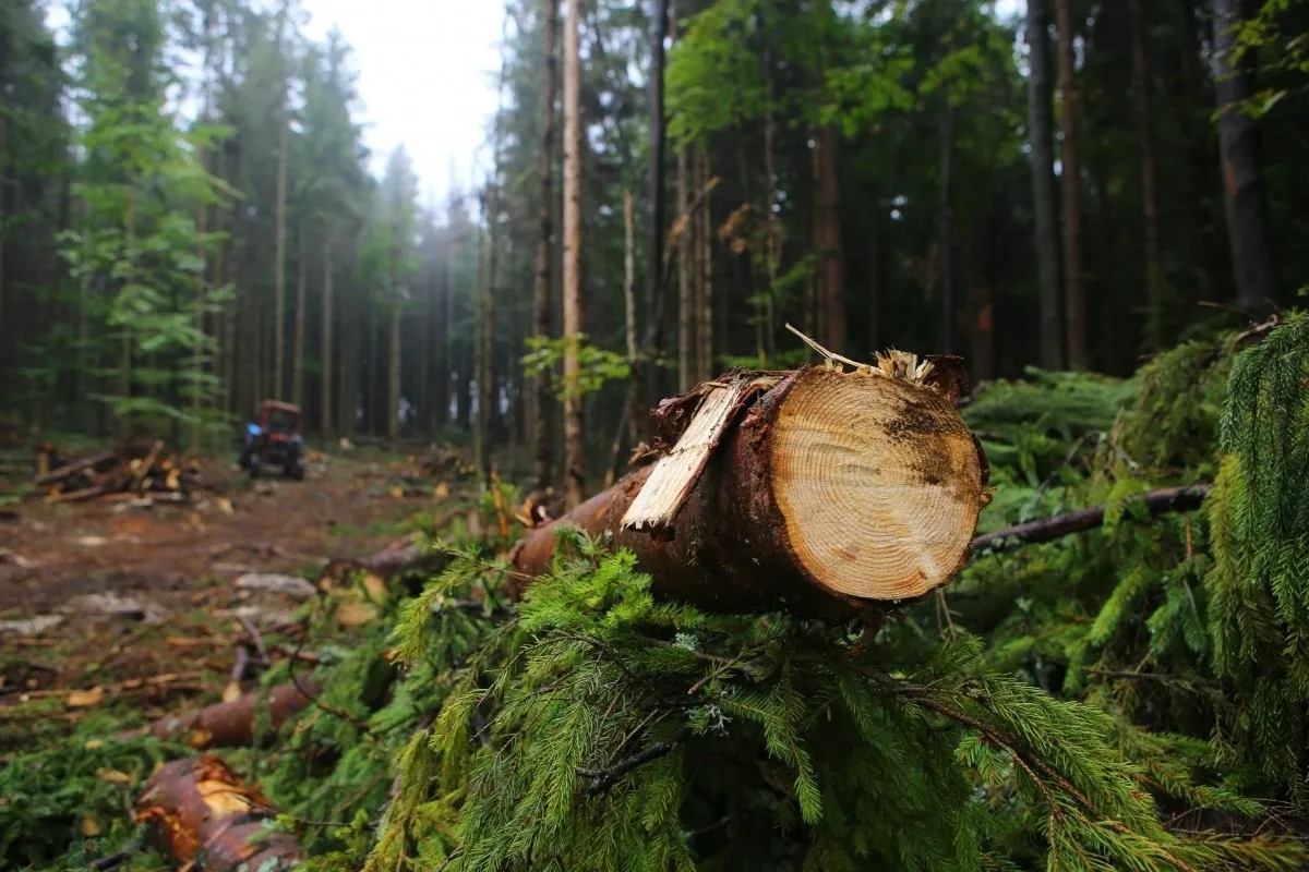За вивезення деревини з Іванківщини заплатять 26,5 млн гривень