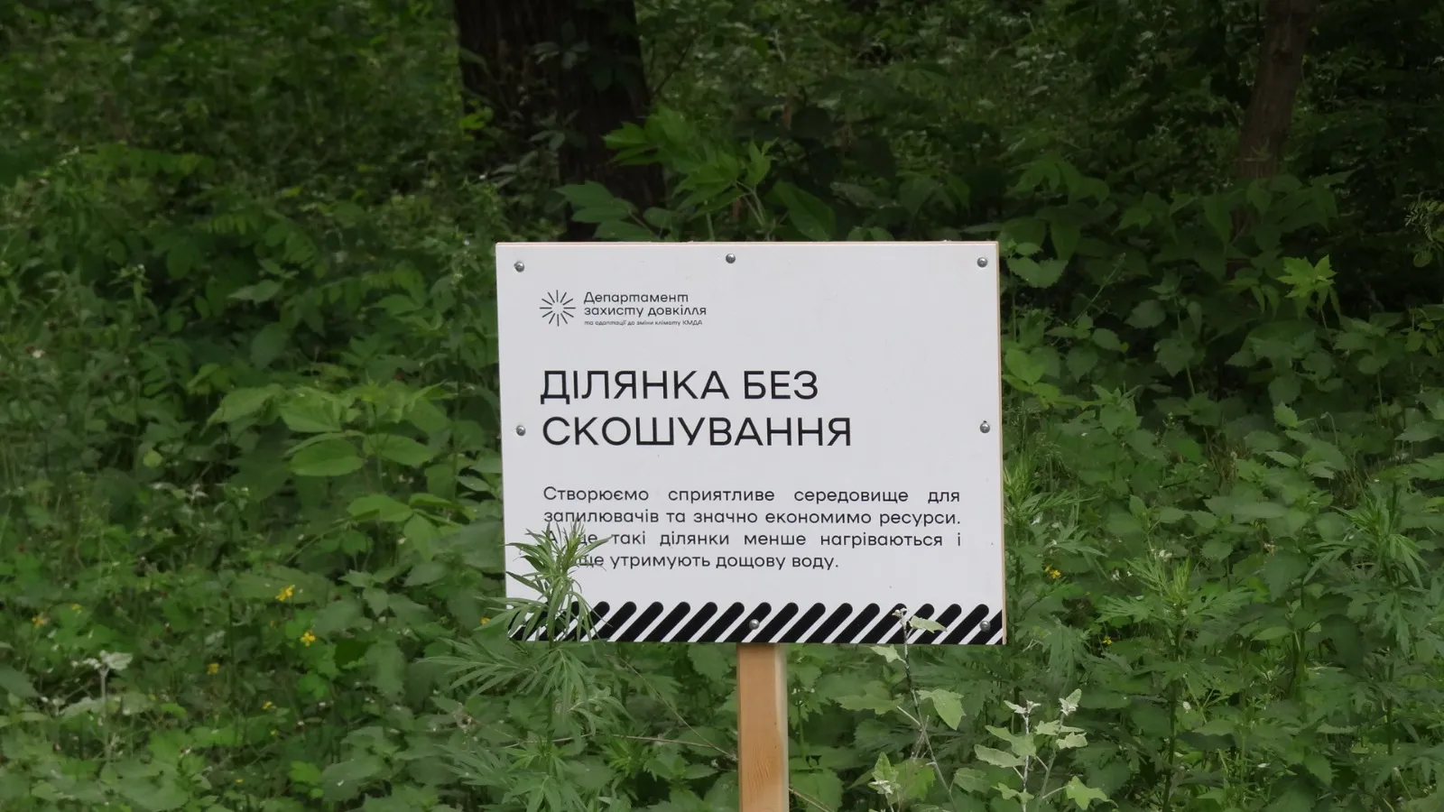 У Києві збільшили площу зелених зон із обмеженим скошуванням трави