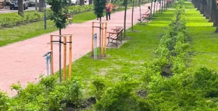 На Липському бульварі столичні комунальники висадили 1000 саджанців волотистої гортензії