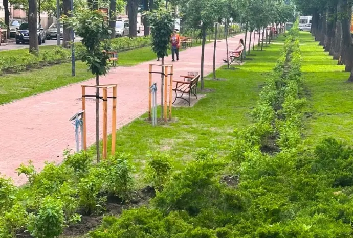 На Липському бульварі столичні комунальники висадили 1000 саджанців волотистої гортензії