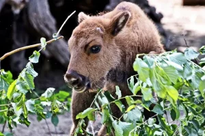 Народжена в КиївЗоо зубреня Юкка стала частиною міжнародної програми відновлення виду (фото)