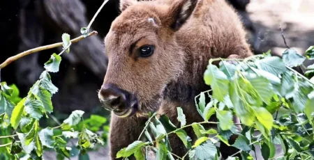 Народжена в КиївЗоо зубреня Юкка стала частиною міжнародної програми відновлення виду (фото)