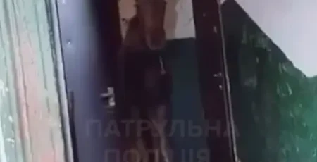 У Святошинському районі столиці з під'їзду багатоповерхівки евакуювали лося