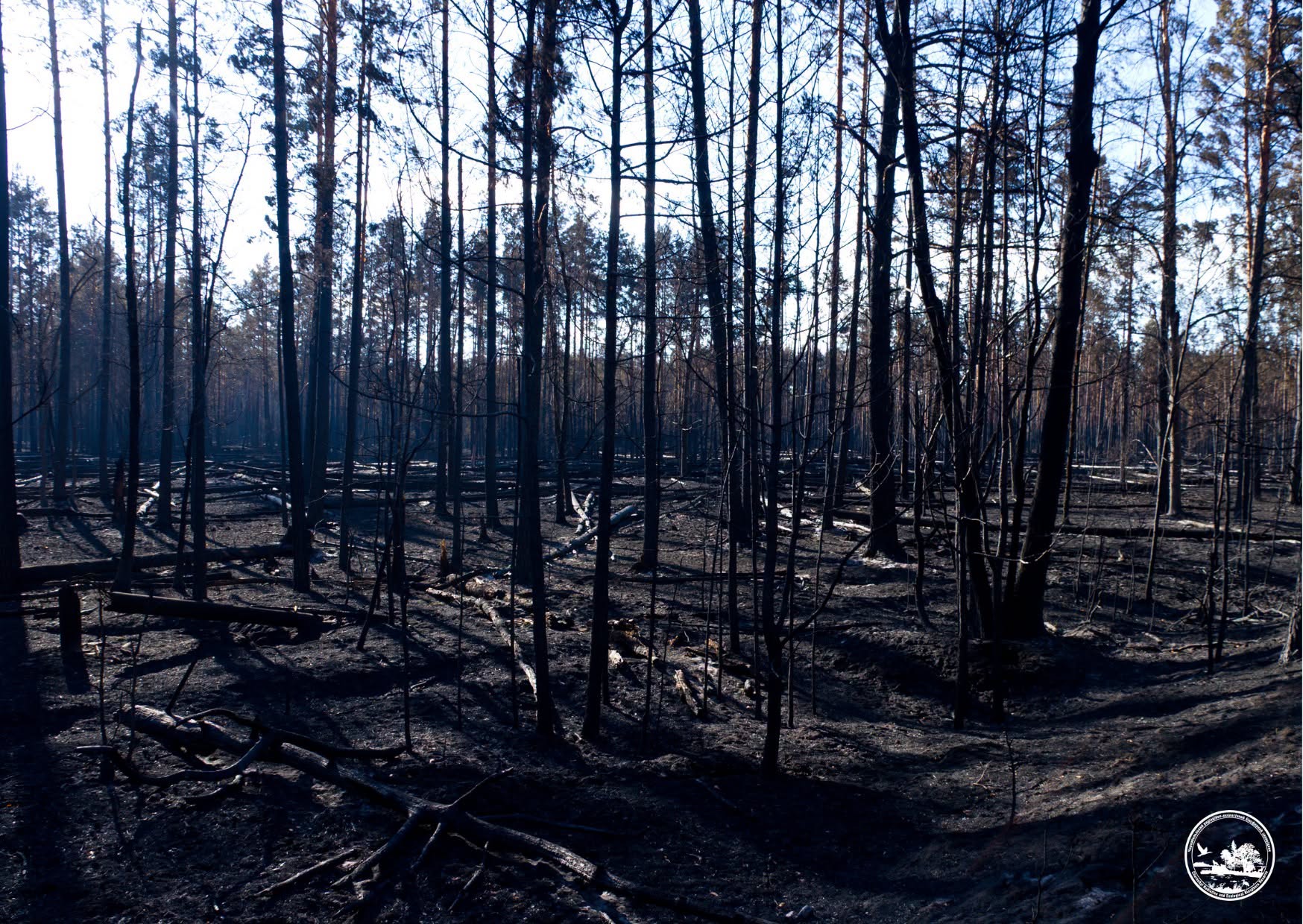 Пожежа в зоні ЧАЕС вщухла (фото)