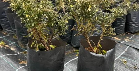Печерське УЗН витратить 5 млн гривень на розсаду кущів