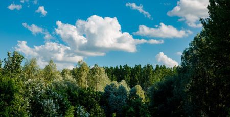 Бориспільщина: прокуратура три роки не могла розкрити всім відому схему захоплення землі